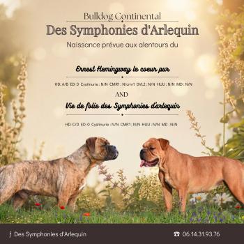 Chiot Bulldog continental  Elevage des Symphonies d'arlequin