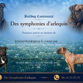 Chiot Bulldog continental  Elevage des Symphonies d'arlequin