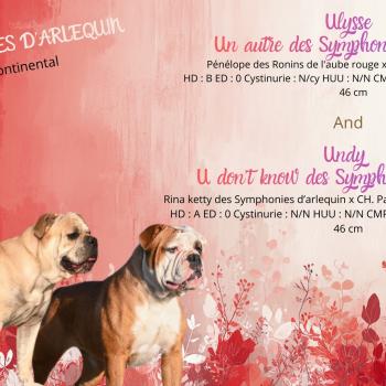 Undy U don’t know des Symphonies d’arlequin