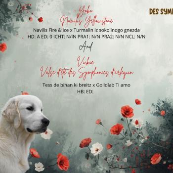 Mariage Vicky ❤ Yoko