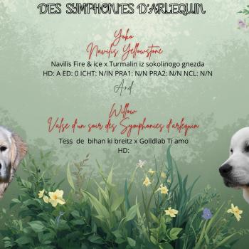 Mariage Willow ❤ Yoko